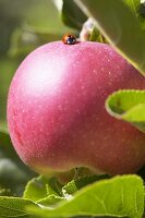 Roter Apfel der Sorte 'Mitchgla' mit Marienkäfer am Baum