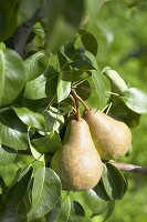 Pears, variety 'Bongerspeer', on the tree