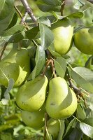 Pears, variety 'President Drouard', on the tree