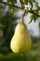 Pear, variety 'Williams Bon Chretien', on the branch