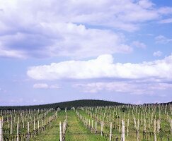 Weinberge des Château Béla, Slowakei