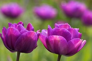 Mehrere violette Tulpen