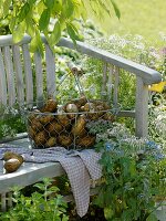 Frisch geerntete Kartoffeln im Drahtkorb auf Gartenbank