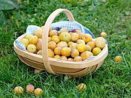 Freshly picked mirabelles in trug