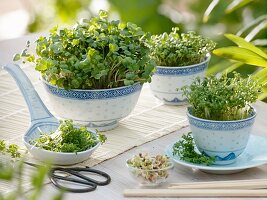 Radish sprouts, cress and mung bean sprouts in small bowls