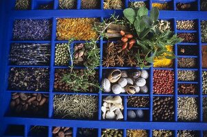 Assorted herbs and spices in blue typesetter's case