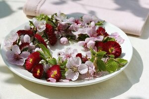 Blütenkranz mit Bellis und Pfirsichblüten