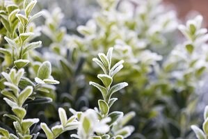 Buchs im Frost