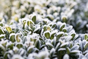 Hoar frost on a box hedge