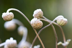 Fruchtstände der Anemone mit Rauhreif