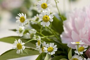 Bunch of peonies and chamomile