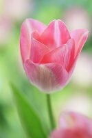 Pink tulip (variety: Dreamland)