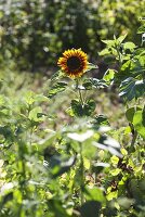 A sunflower in a garden