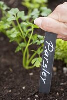 Parsley in a flower bed