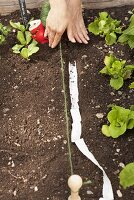 Radish seeds being scattered in a vegetable patch