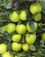 Apples, variety 'Lombarts Calville', on the tree