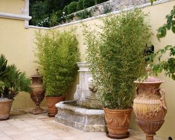 Bamboo in terracotta pots beside wall fountain