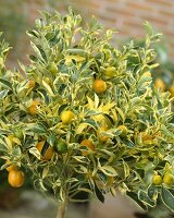 Zitrusbaum 'Citrus mitis Calamondin Variegata'
