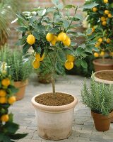 Small lemon tree (Citrus limon)