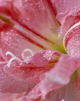 Amaryllis flower