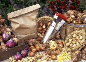 Still life with bulbs