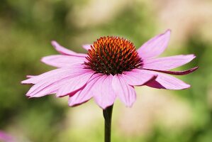 A red echinacea flower