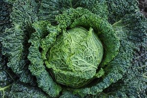 Savoy cabbage in a vegetable patch, seen from above