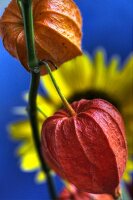 Chinese lanterns in front of sunflower