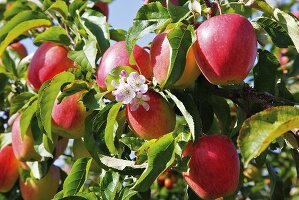 Red apples on the tree