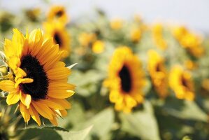 Sonnenblumen am Feld