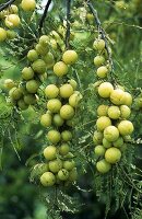 Indian gooseberries (Emblica officinalis, syn. Phyllanthus emblica L)
