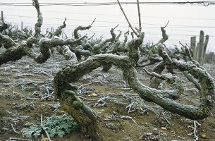 Vines in winter (Burgundy)