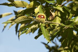 Sweet chestnuts on the tree