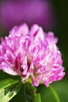 Clover flower (close up)