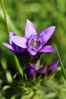 Gentian flower