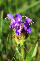 Prunella grandiflora in the open-air