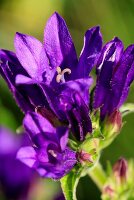 Clustered bellflower (in blossom)