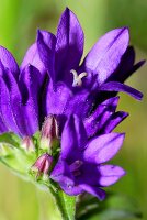 Clustered bellflower (in blossom)