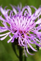 Centaurea jacea, knapweed flower (close up)