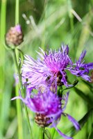 Centaurea jacea, knapweed flower