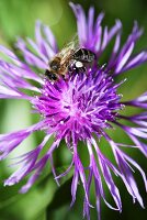 Centaurea jacea, knapweed flower with bee