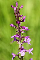 Fragrant orchid with blossom and buds