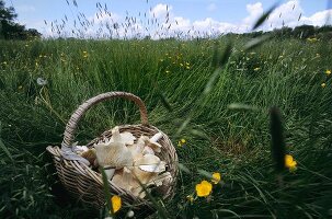 Frische Maipilze in einem Korb