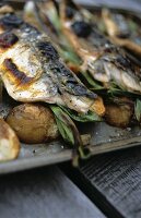 Mackerel and potatoes on a baking tray