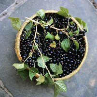 Blackcurrants with twigs in woven basket
