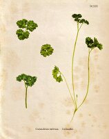 Curly leaf parsley (Illustration)