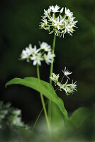 Wilder Knoblauch mit Blüten