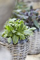 Sage in a pot