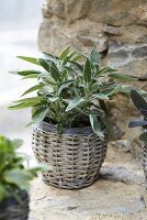 Sage in a pot on a stone wall