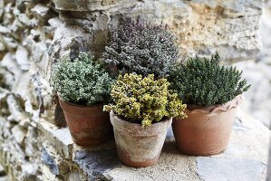 Various types of thyme in pots on a stone wall